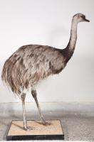 Emus body photo reference 0047